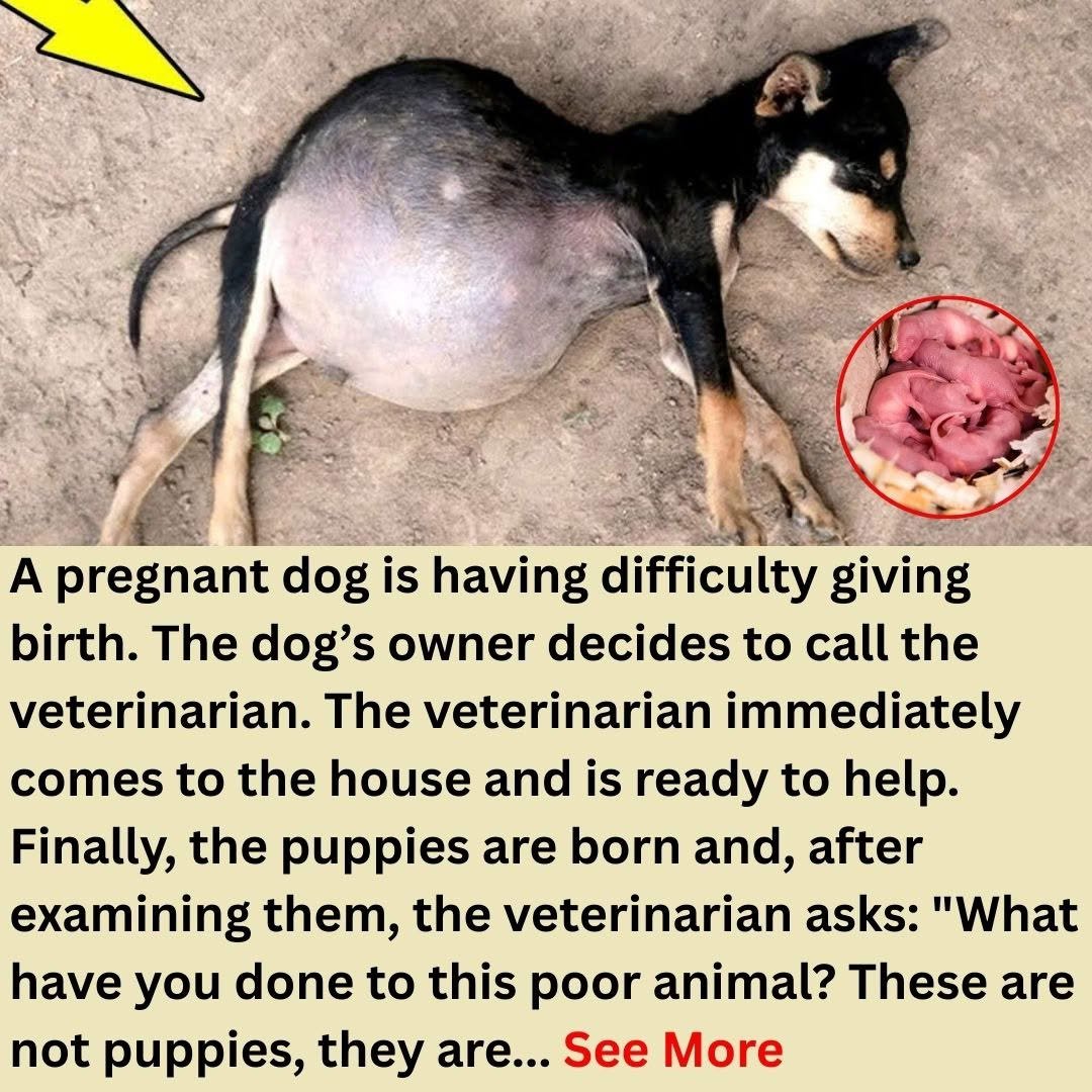 Dog Gives Birth — But When the Vet Sees the Puppies, He Freezes and Whispers, “These Aren’t…