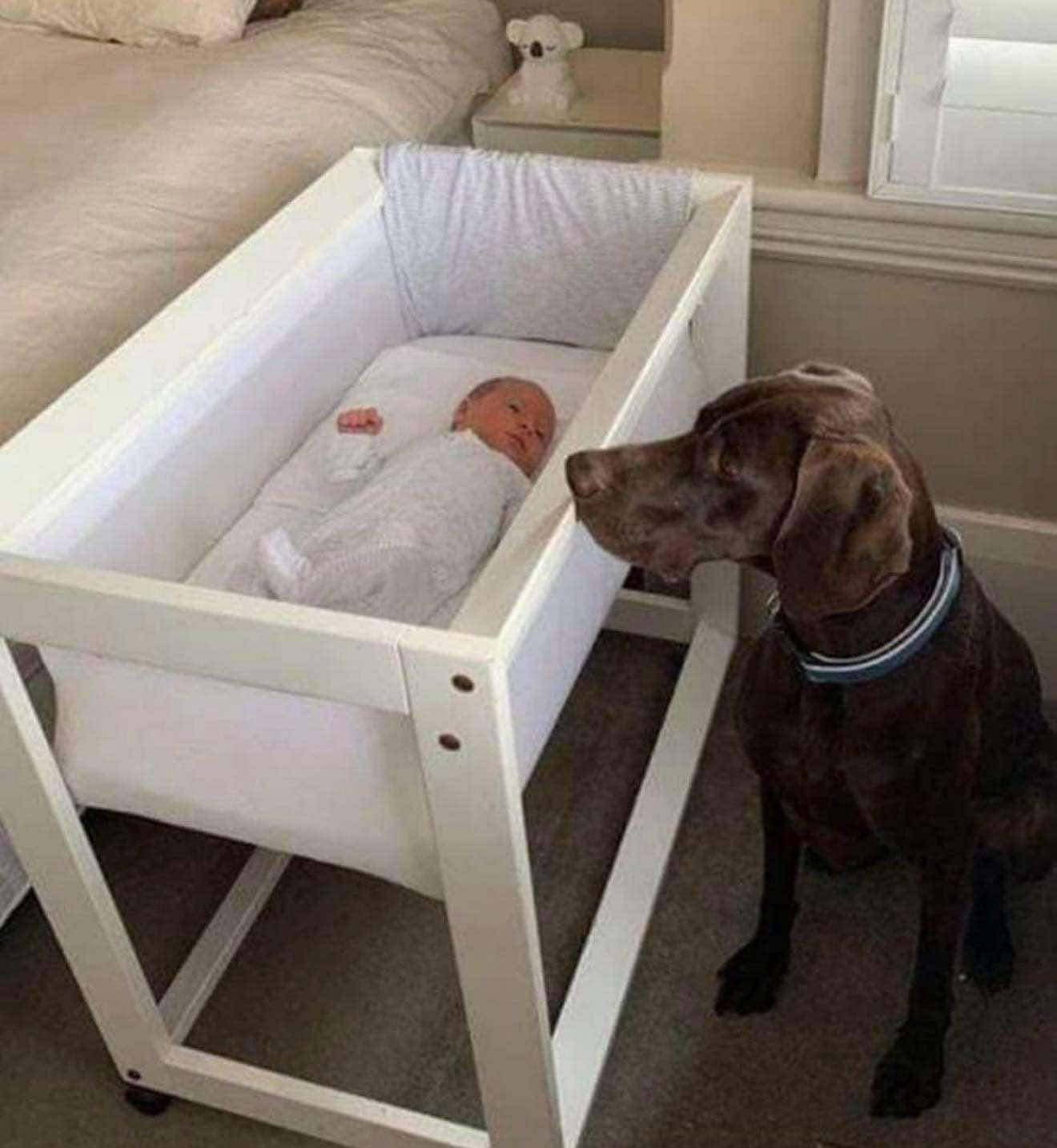 A newly adopted stray dog saved the life of a newborn baby in the middle of the night.