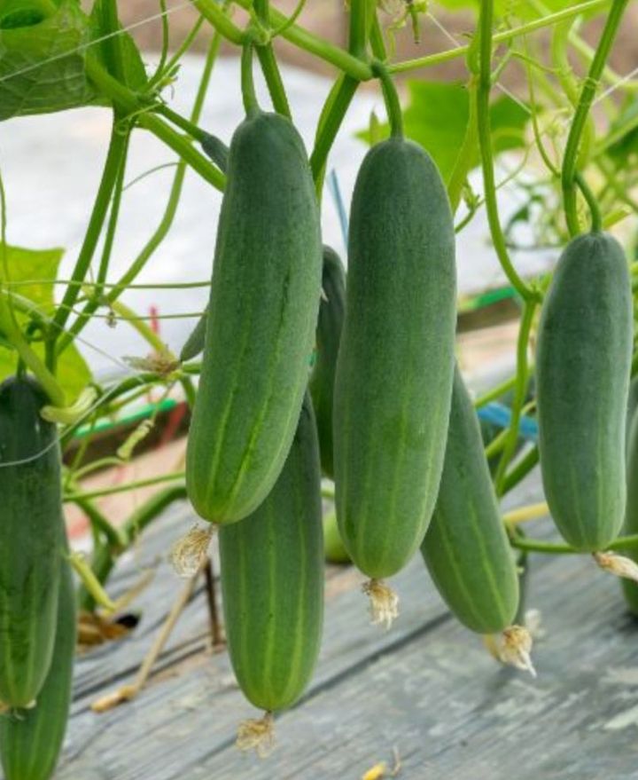 Grow Endless Cucumbers with These 6 Must-Know Gardening Tips