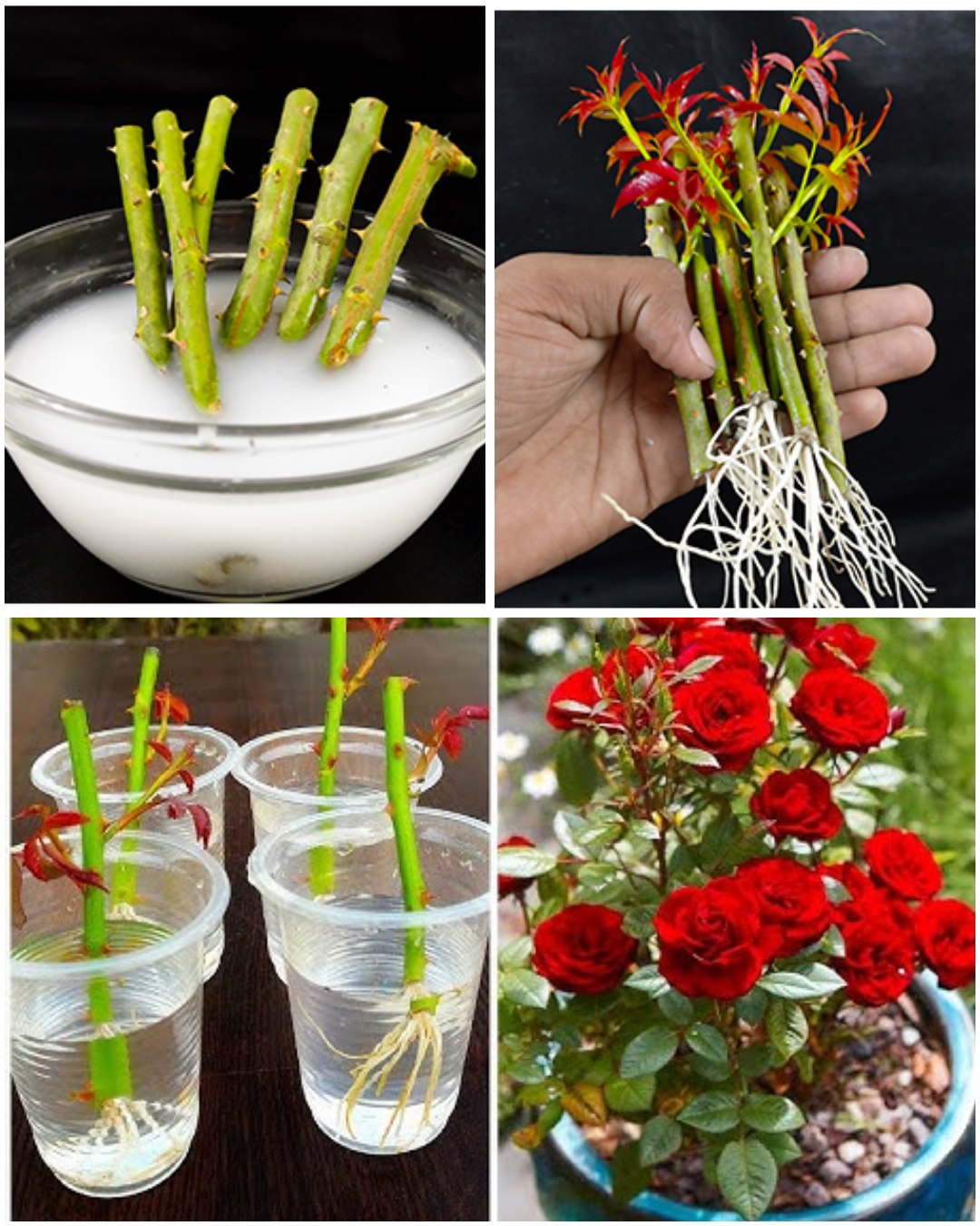 From Calyx to Rose Bush: A Simple DIY Guide to Growing Roses