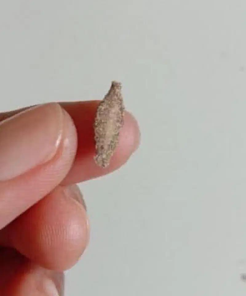 This is the Kamitetep, a Species of Moth (Phereoca Uterella ) that Clings to the Walls of the House