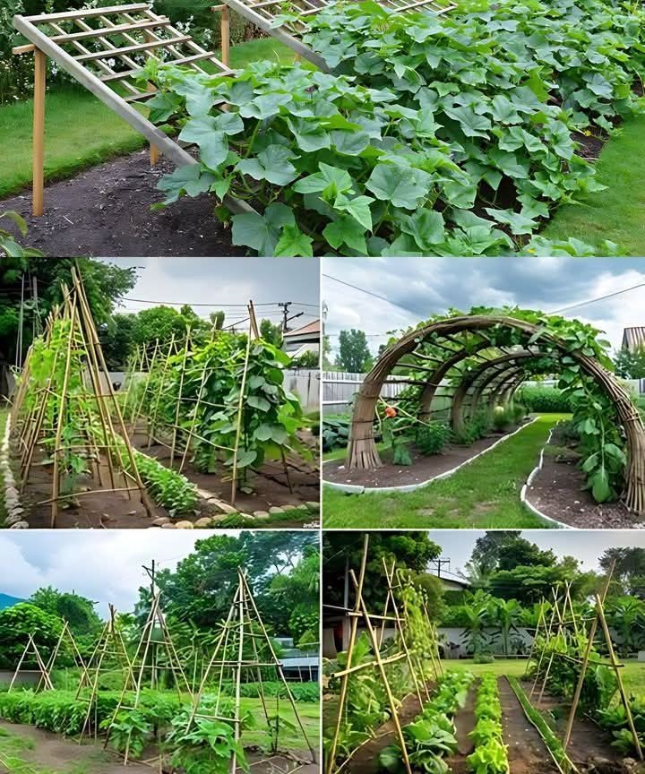 DIY Cucumber Trellis: Innovative Ideas for a Thriving Garden