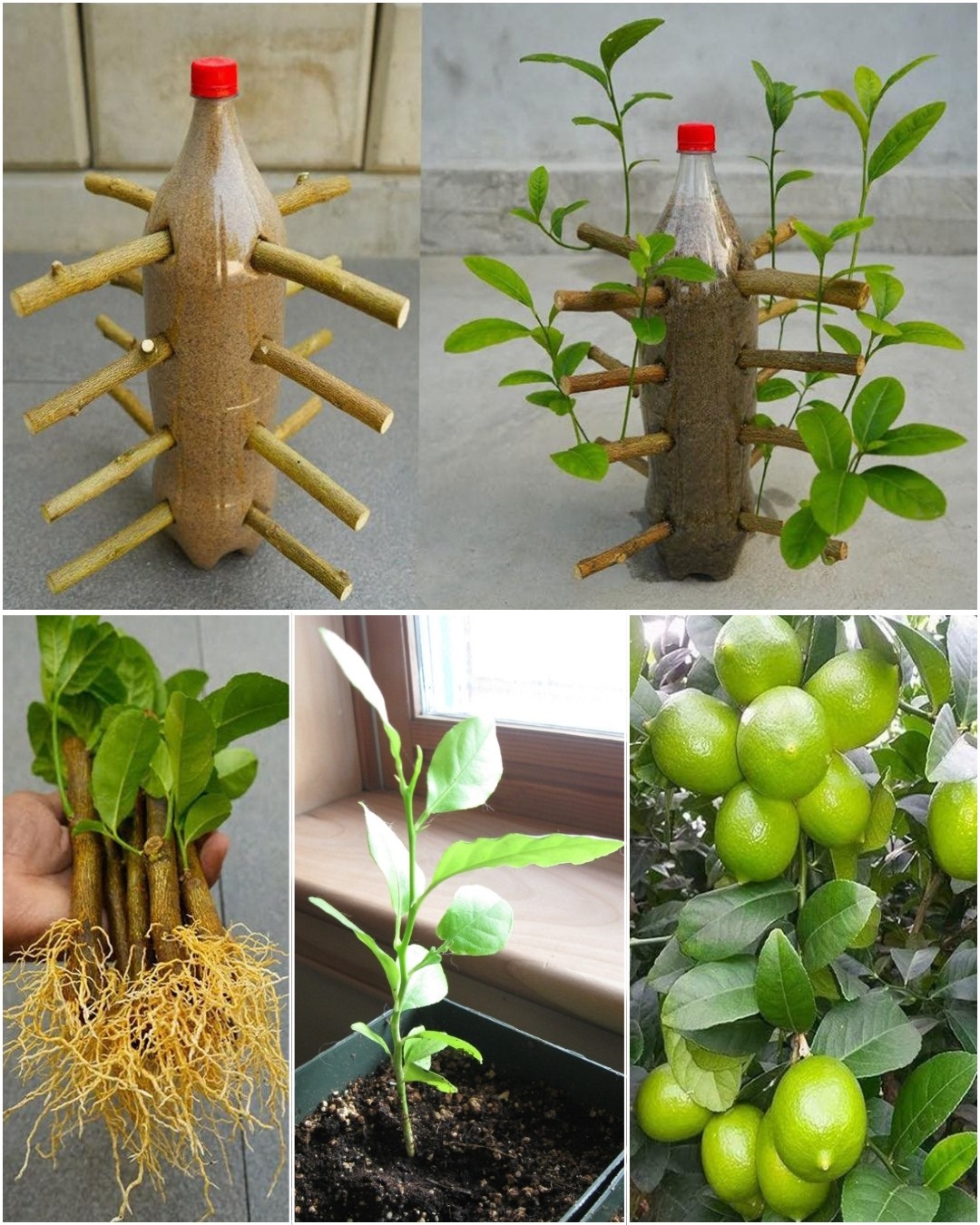 How to Grow a Lemon Tree from Seed (And Make It Sprout Faster!)
