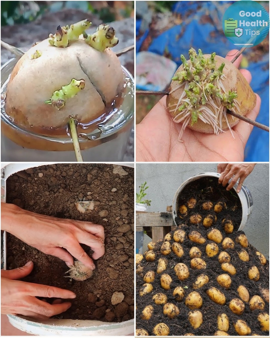 From One Potato to Many: The Easiest Way to Grow Potatoes in Small Spaces