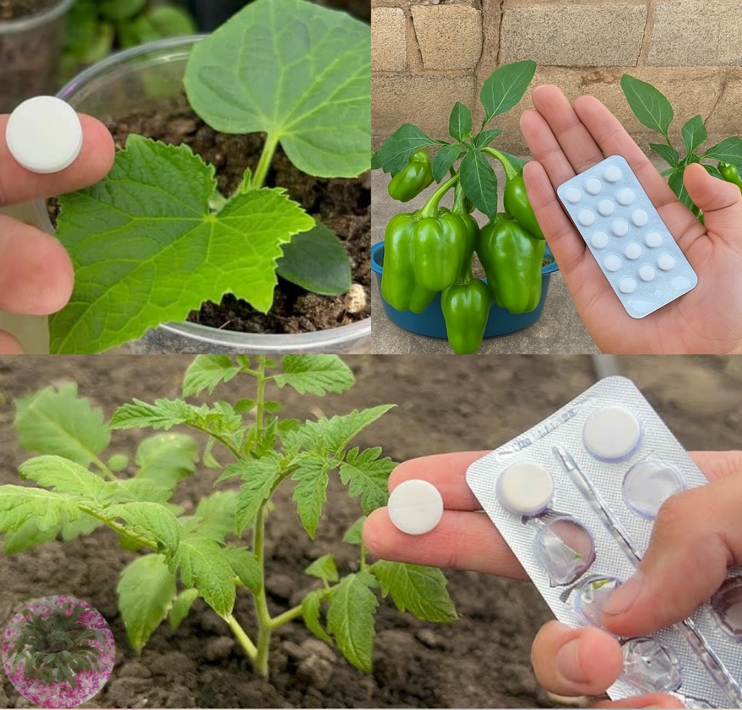 This One Tablet Grew My Biggest Veggies Yet – You Have to See It!