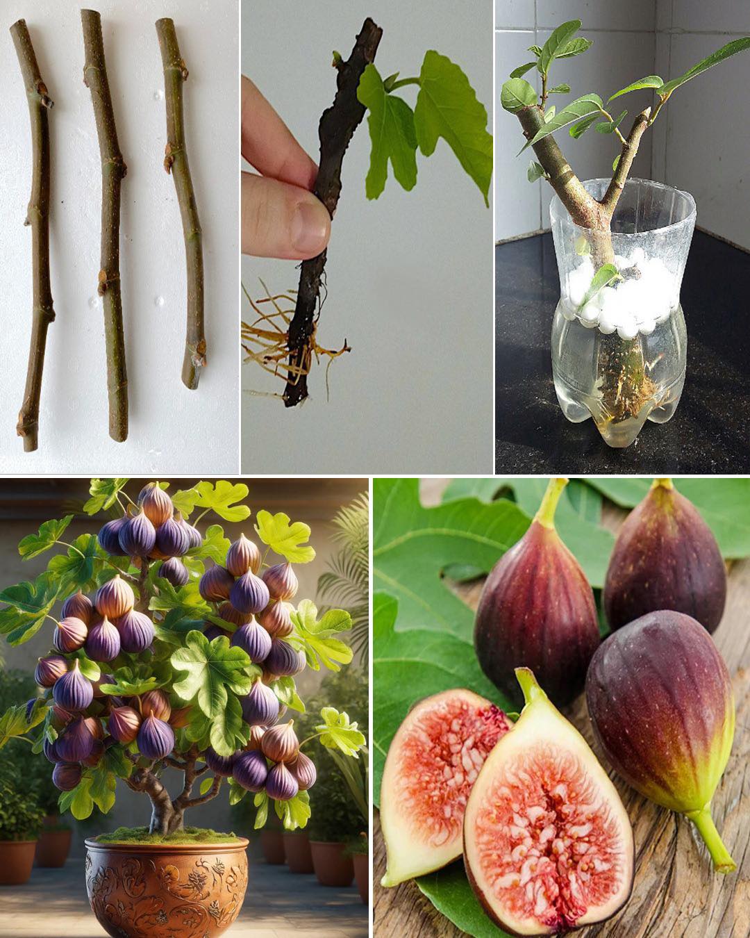 This Little-Known Cutting Technique Grows Fig Trees Fast