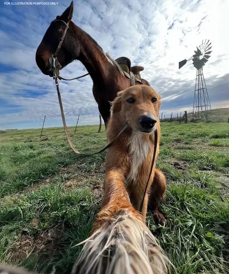 My Farm Dog Came Back With A Horse—And A Mystery I Didn’t Expect