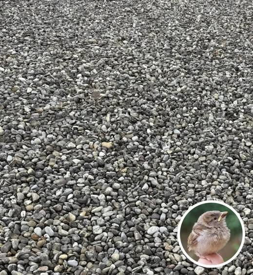 Only People With Eagle Eyes Can Spot This Hidden Bird Among The Pebbles
