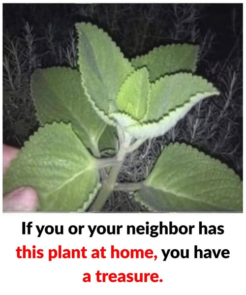 If You Have This Plant At Home You Have A Treasure