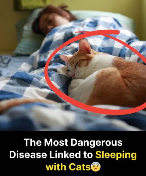 Sleeping with your cat: Sweet company or a health risk?