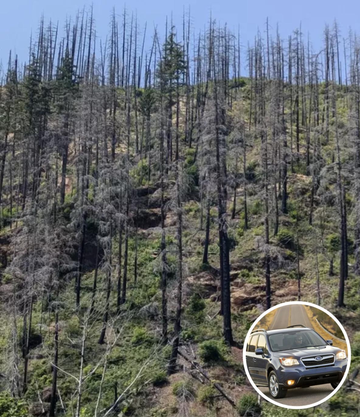 Only People With ‘Eagle Eyes’ Can Spot The Hidden Car In This Photo Of A Forest