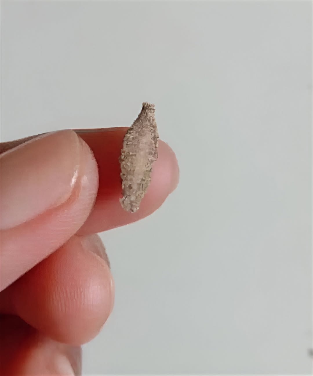 Ever Seen This Creepy Wall-Clinging Moth? Meet the Kamitetep