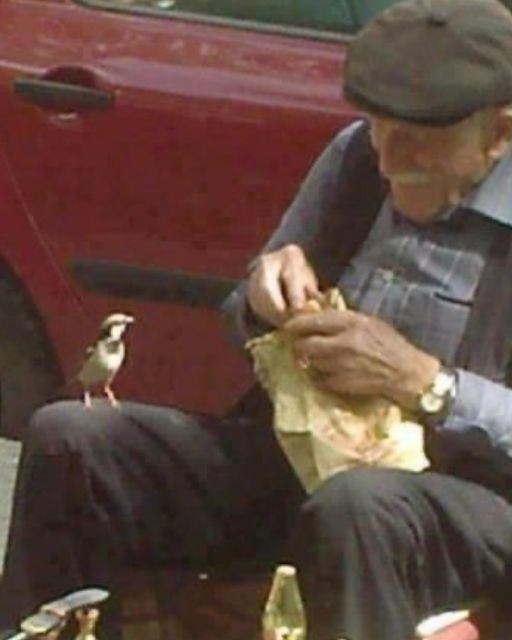 HE CAME EVERY DAY TO FEED THE SAME BIRD—UNTIL ONE DAY, THE BIRD BROUGHT SOMETHING BACK