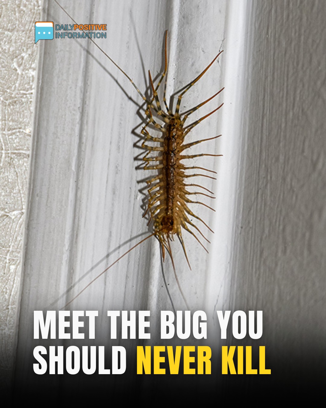 Why You Should Never Kill A House Centipede Inside Your House Again