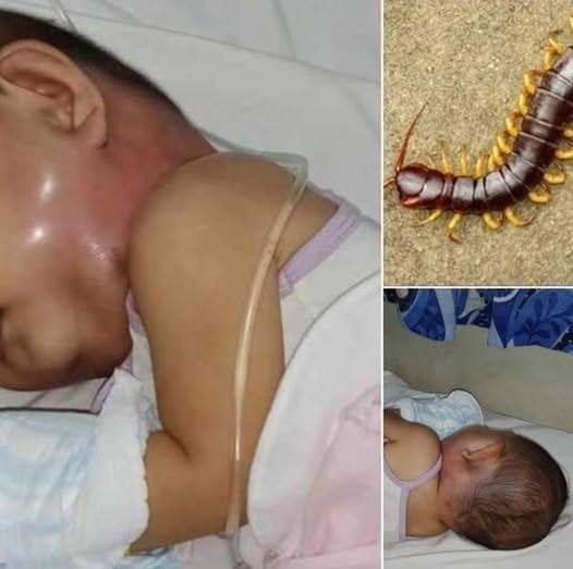 Why You Should Never Ki-ll A House Centipede Inside Your House Again