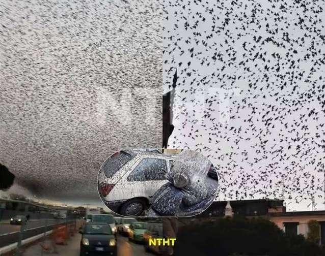 HT9. Mysterious Starlings Darken Rome’s Skies: What’s Behind This Striking Natural Spectacle?