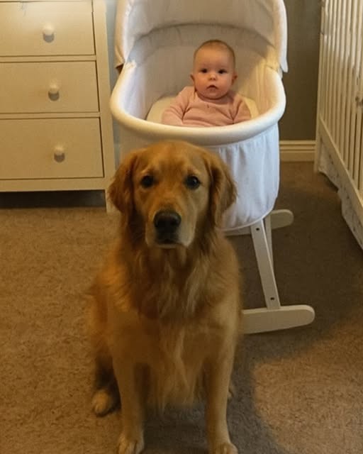 When our golden retriever barked at the nanny, we almost gave him up, but I was astounded when I watched the video