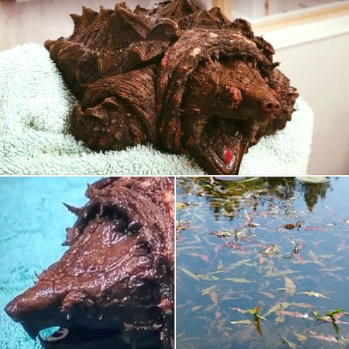 A woman walking her dog finds dinosaur-like creature in a lake – is shocked when she learns what it really is
