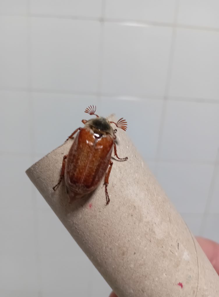 What Is This Bug And What to Do When You See One