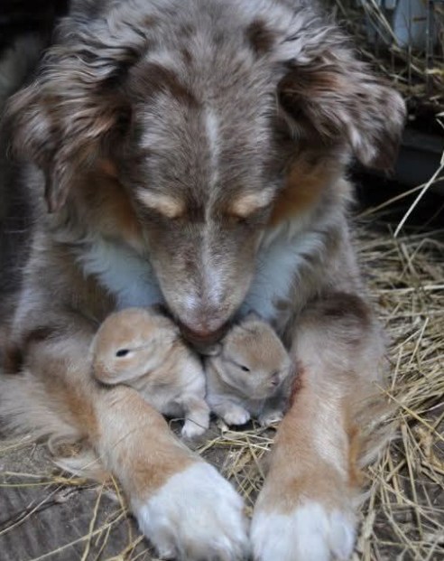 I CAUGHT MY DOG HIDING SOMETHING—AND IT CHANGED EVERYTHING I THOUGHT I KNEW