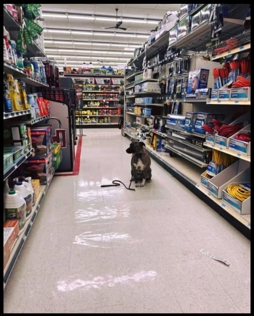 I FOUND A DOG SITTING ALONE IN THE HARDWARE AISLE—AND HER TAG SAID JUST ONE WORD