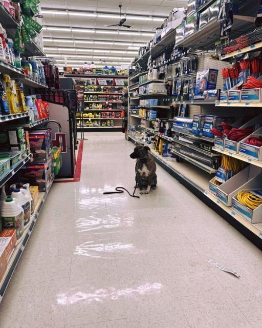 I FOUND A DOG SITTING ALONE IN THE HARDWARE AISLE—AND HER TAG SAID JUST ONE WORD
