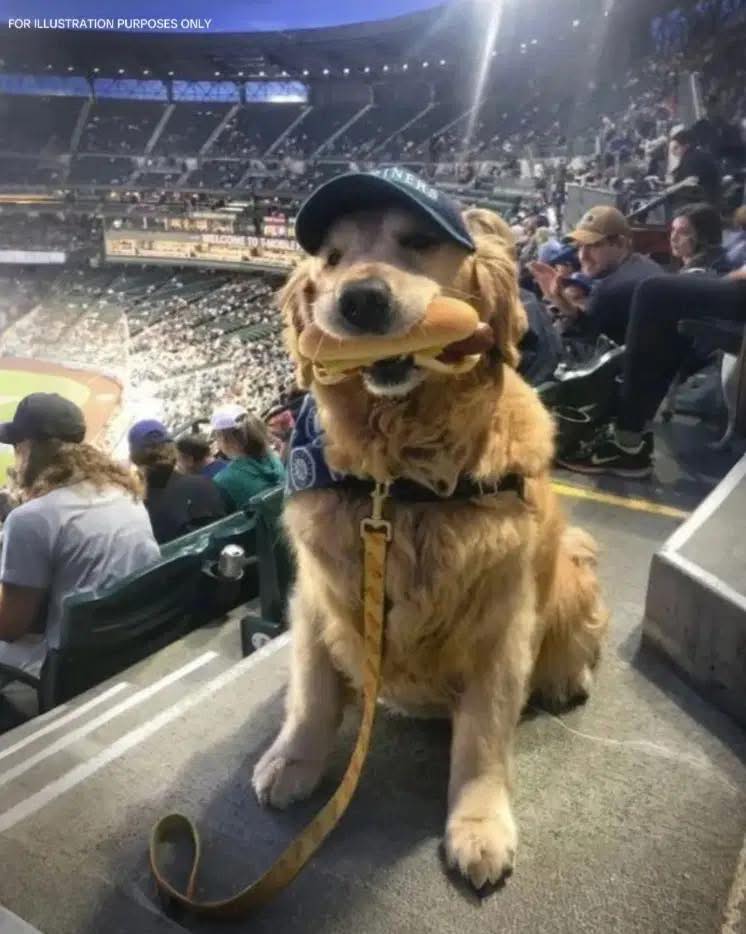 My Dog Snatched a Hot Dog