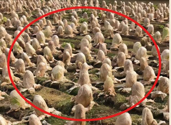A farmer found something strange in his garden and shared photos: internet users can’t figure out what it is