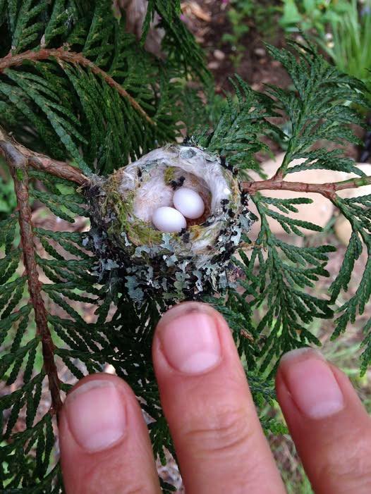 These Tiny Eggs and Nests in Your Yard Are Protected by Law – Always Pay Attention!