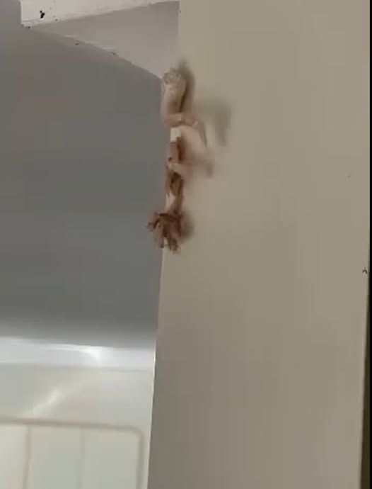 This morning, I saw a pinkish lump on my wall and called the landlord right away