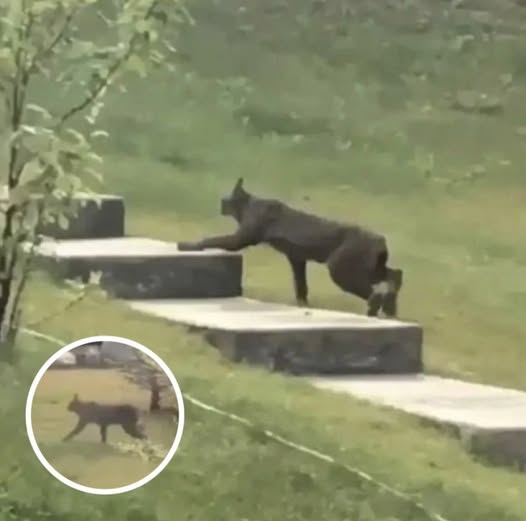 Rare Creature Caught On Camera For The 1st Time, Leave Scientists Stunned!