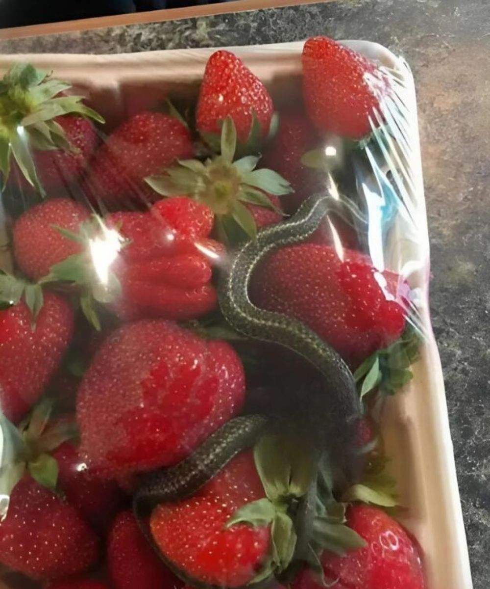 A basket of bright red strawberries, an expected treat – but it held a terrifying discovery