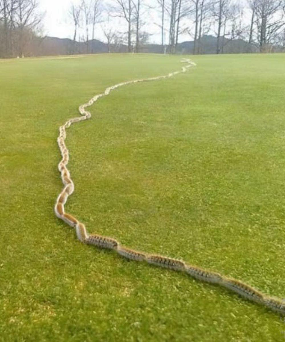 I saw something strange in the grass and thought it was just a rope – but when I looked closer, I screamed in horror!