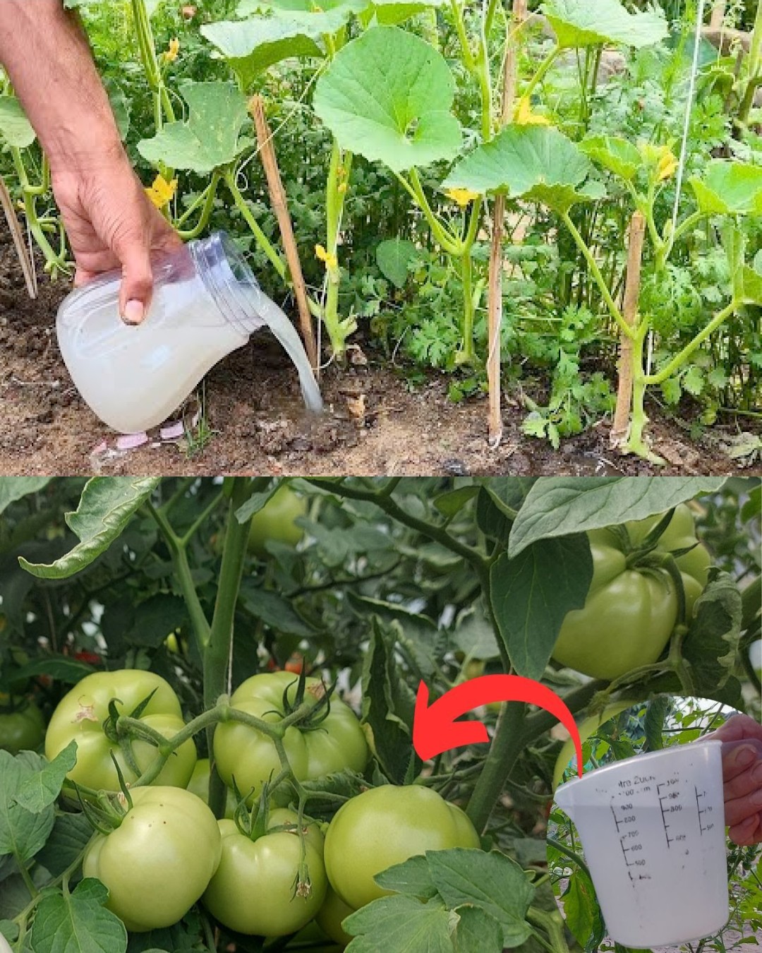 Tomatoes Grew Faster Than Ever After I Added These 8 Ingredients