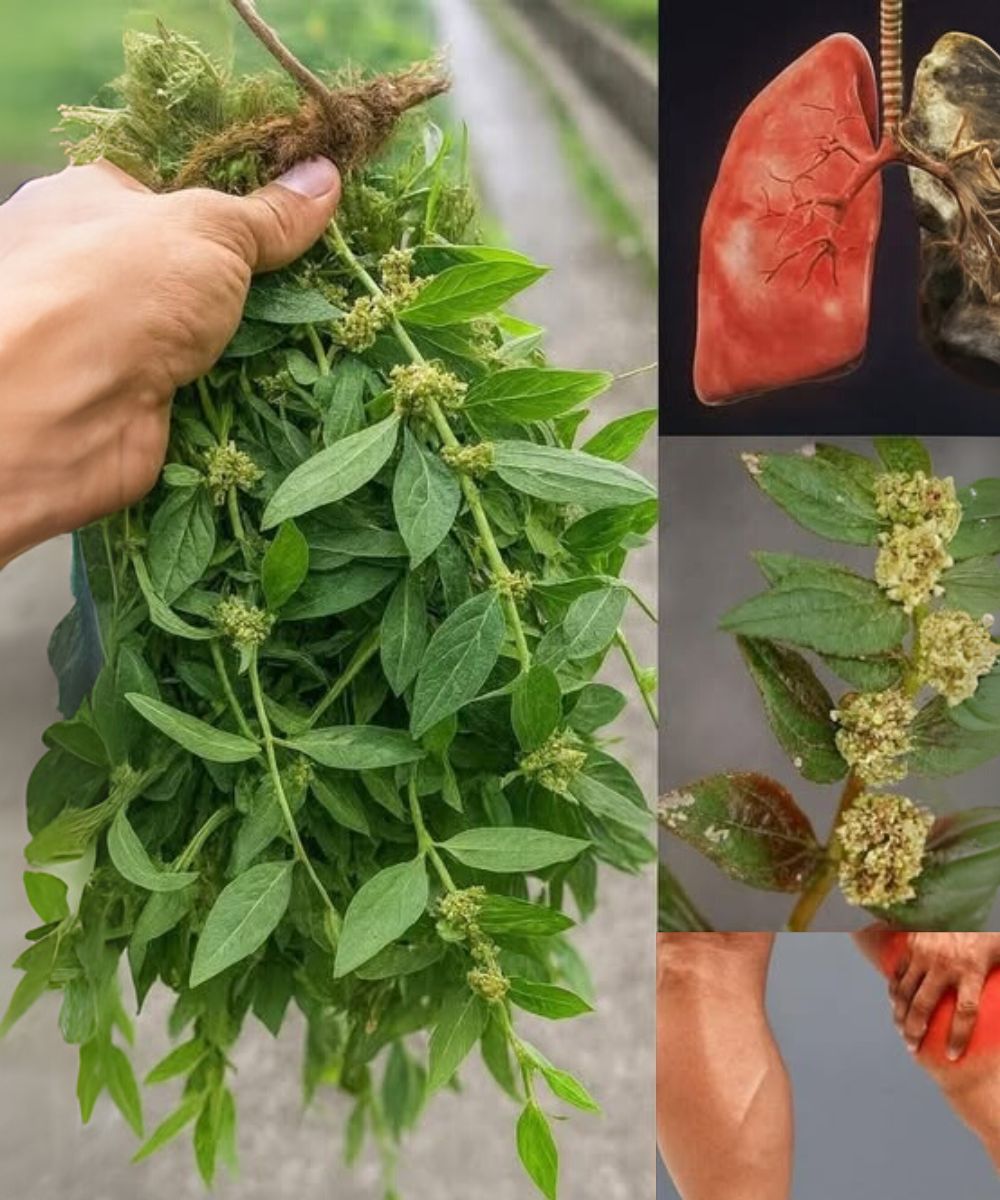 If you have this leaf in your house you actually have gold but you don’t know..