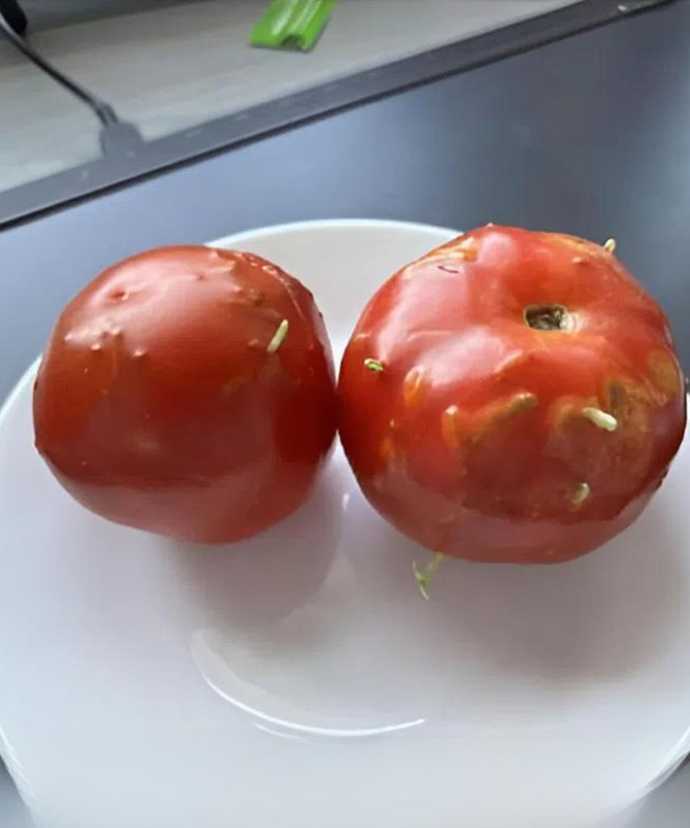Bizarre Twist: Ruined Tomatoes Uncover Something Unexpected in My Kitchen