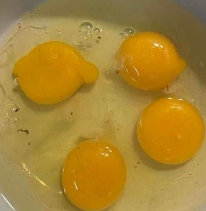 What Those Red Streaks in Your Eggs Really Mean