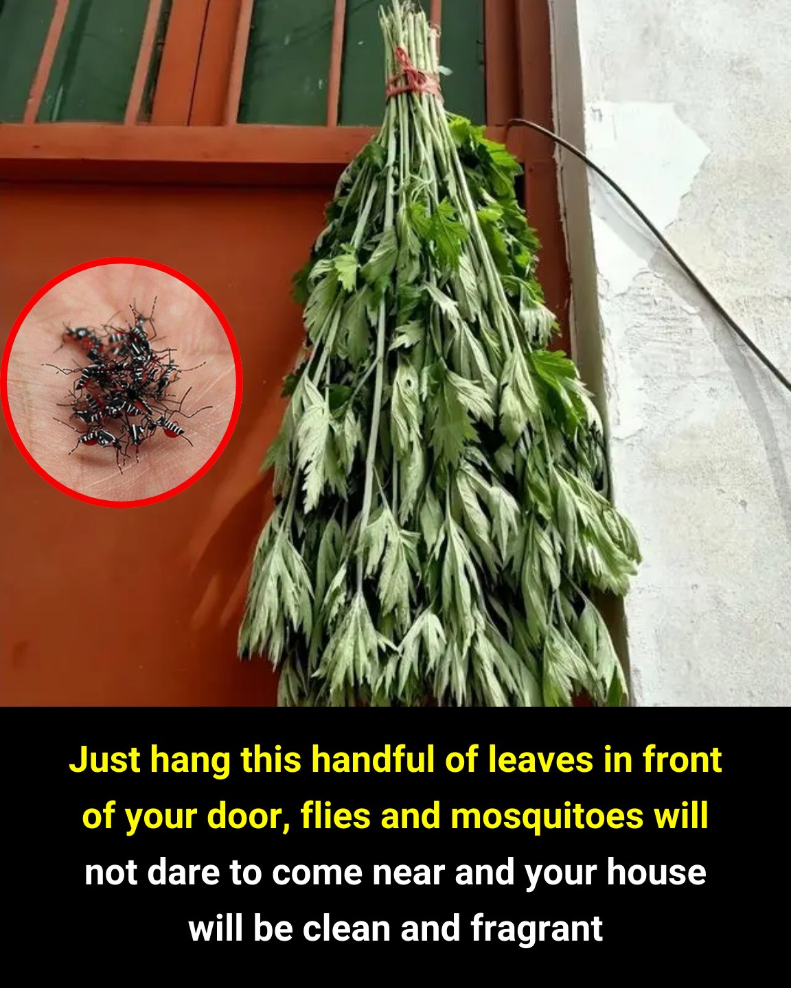 Simply hang a few of these leaves near your door, and flies and mosquitoes will vanish