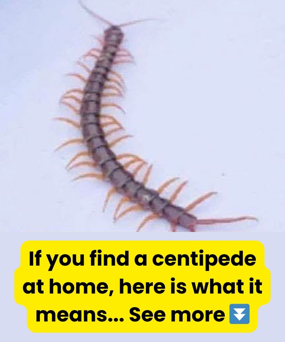 This is what it means to find a centipede in the house