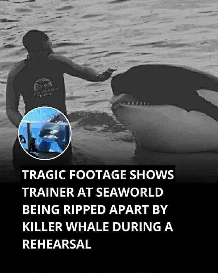 Footage shows SeaWorld trainer’s tragic death after brutal orca attack