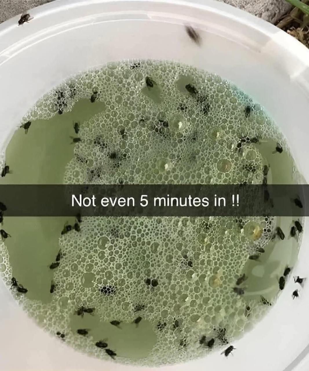 Say Goodbye to Pesky Insects with This Homemade Natural Bug Repellent