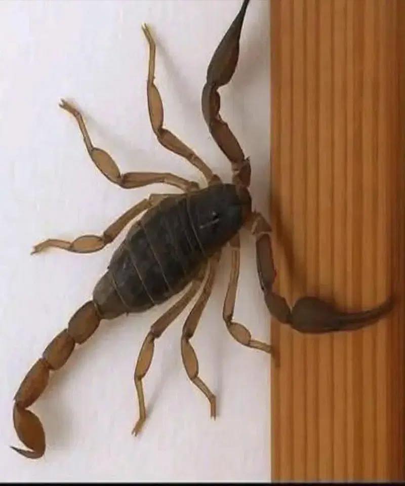 Spiritual meaning of scorpions. What messages do they give us?