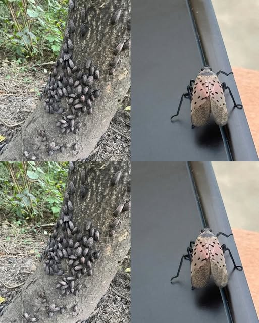 Catch this insect in your home? Take it out right away!