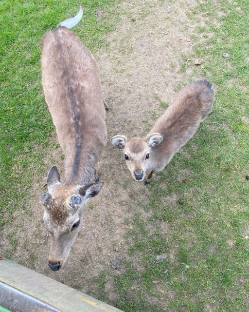 I THOUGHT THEY WERE JUST CURIOUS DEER—UNTIL I SAW WHAT THE LITTLE ONE WAS CARRYING