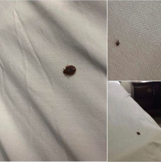 What to Do If You Find a Tick Inside Your Home