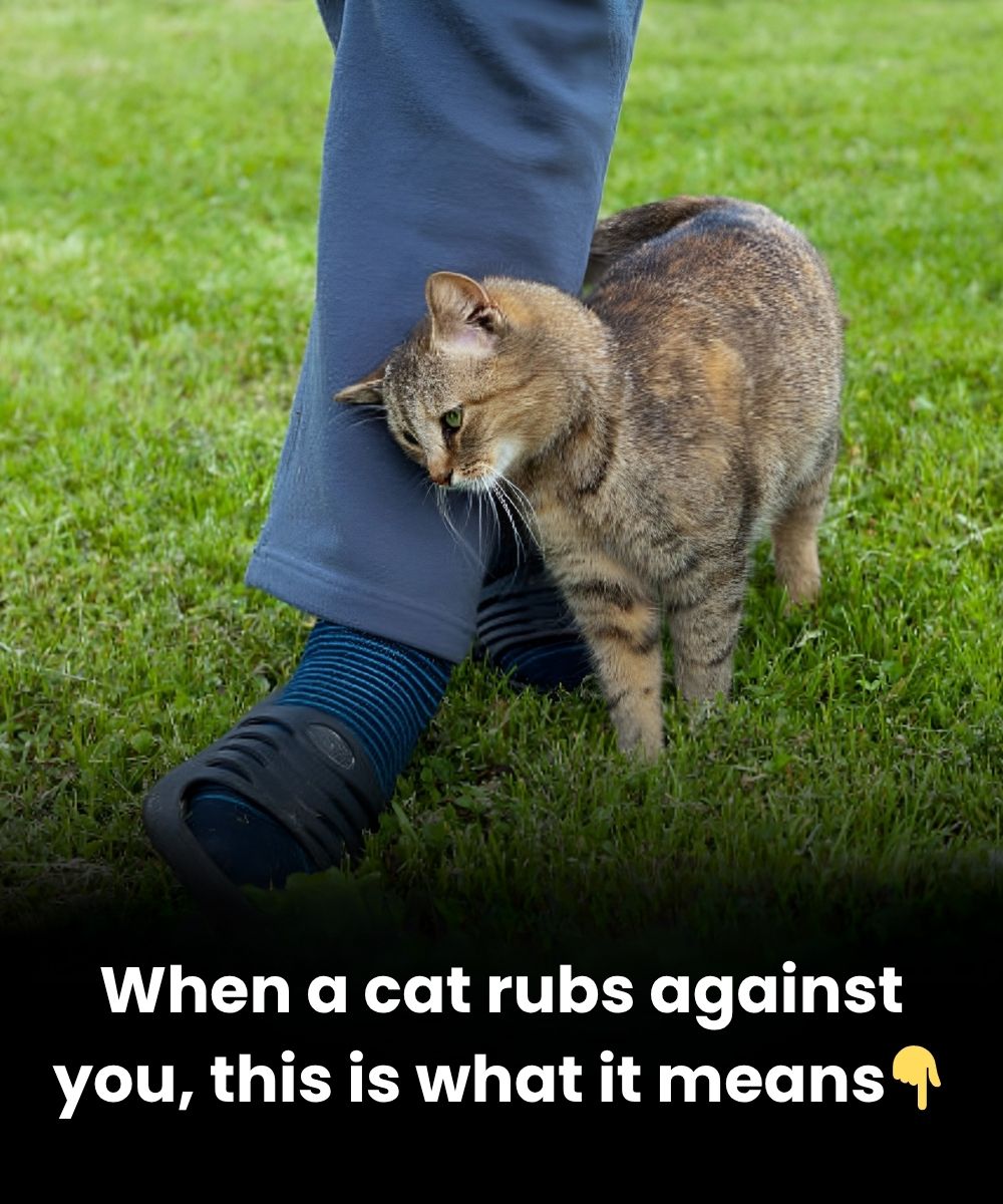 What It Means When a Cat Rubs Against You — And How to Respond