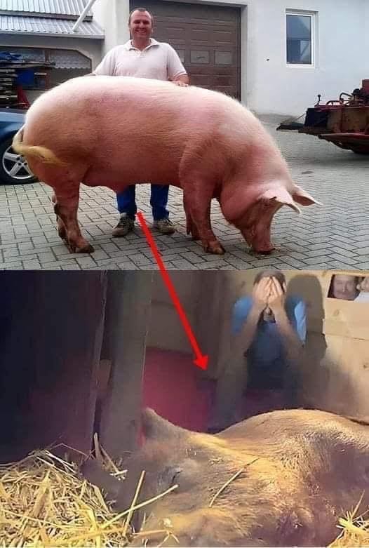 The pregnant sow went into labor, had a high fever, and they believed she would die
