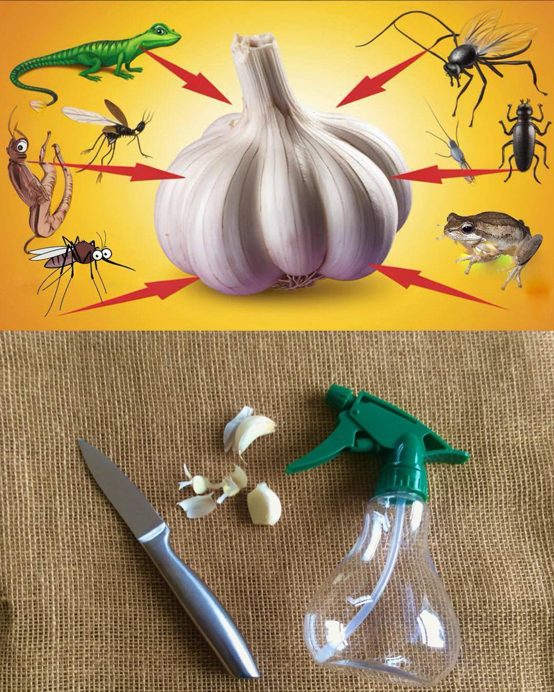 How to Use Garlic to Get Rid of Pests: Mice, Flies, Lice, Cockroaches, Lizards, Mosquitoes, and Kitchen Cockroaches