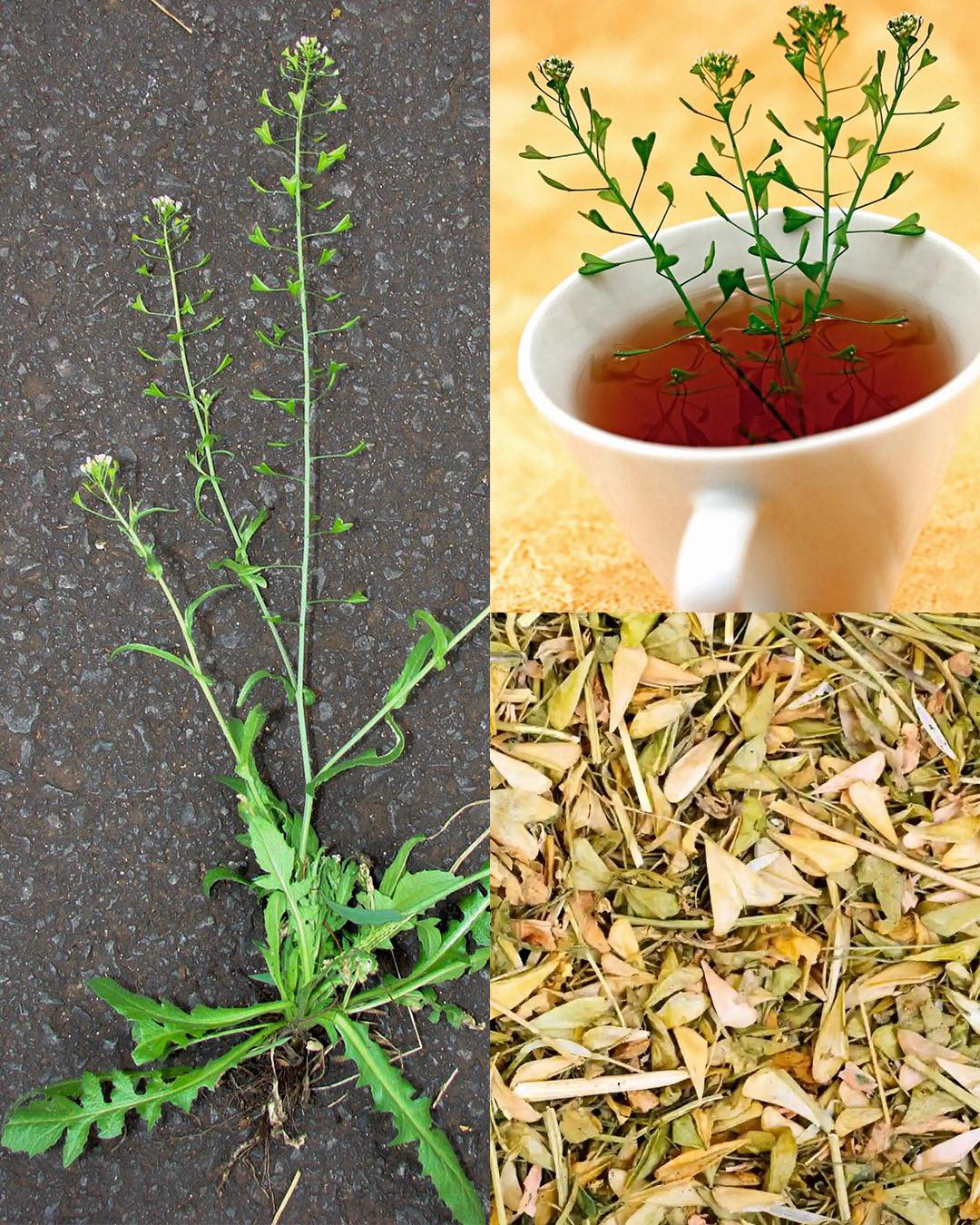 Shepherd’s Purse (Capsella bursa-pastoris): A Medicinal Herb with Powerful Benefits