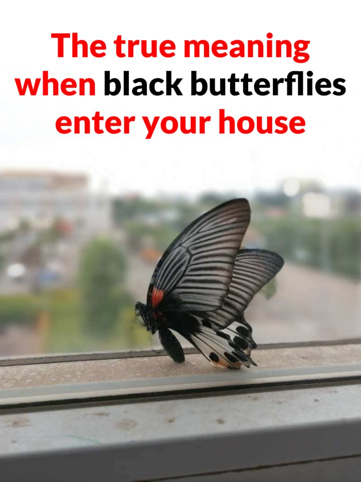 What it means when black butterflies visit your home